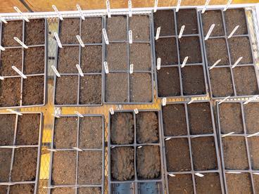 Open containers of different soils lined up in rows on a table top.